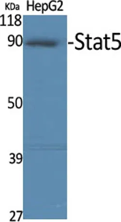 Stat5 rabbit pAb