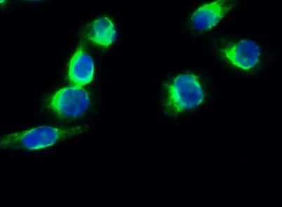 Synapsin I rabbit pAb - image 1