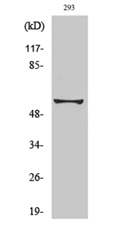 Synaptotagmin rabbit pAb - image 1
