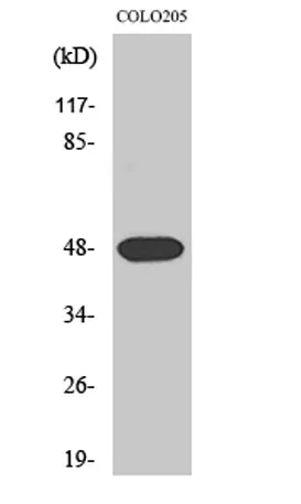 Synaptotagmin XI rabbit pAb - image 1