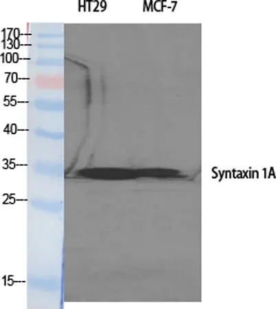 Syntaxin 1 rabbit pAb - image 1