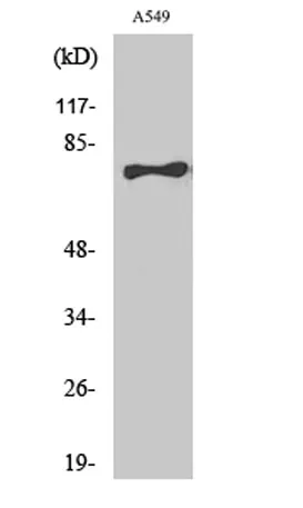 TBX2/3 rabbit pAb - image 1