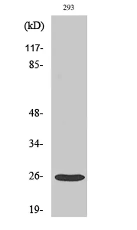 Tetraspanin-8 rabbit pAb - image 1