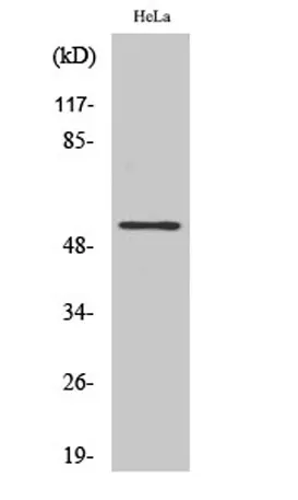 TFDP1 rabbit pAb - image 1