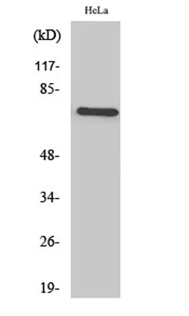 TFIIIB90-1 rabbit pAb - image 1