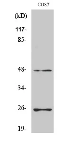 TGFβ3 rabbit pAb - image 1
