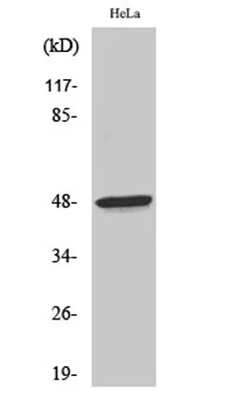 Thrombin R rabbit pAb - image 1