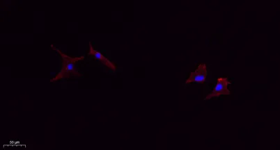 TIMP-1 rabbit pAb - image 1