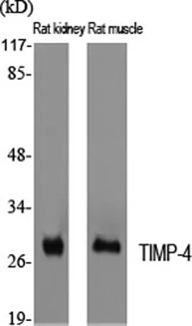 TIMP-4 rabbit pAb - image 1