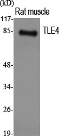 TLE4 rabbit pAb - image 1