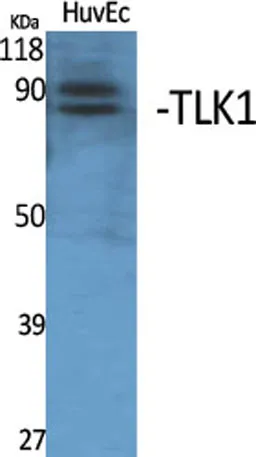 TLK1 rabbit pAb