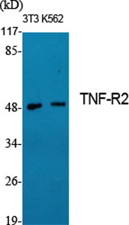TNF-R2 rabbit pAb - image 1