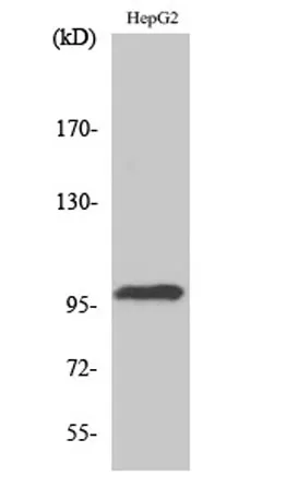 Topo IIIβ-1 rabbit pAb - image 1