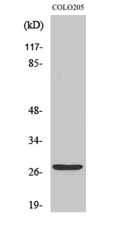 TP53INP1 rabbit pAb - image 1