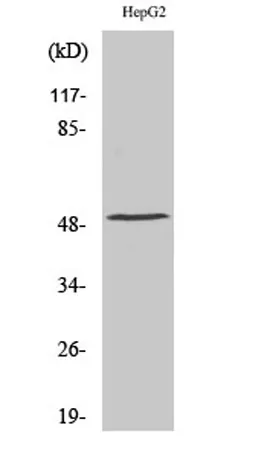 TPH1 rabbit pAb - image 1
