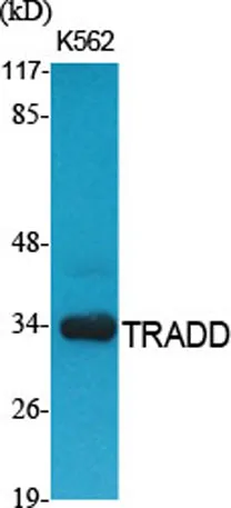 TRADD rabbit pAb - image 1