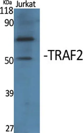 TRAF2 rabbit pAb - image 1