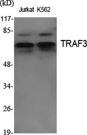 TRAF3 rabbit pAb - image 1