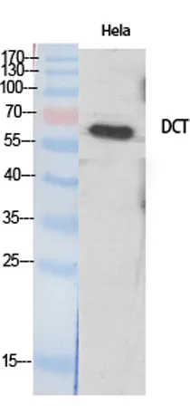TRP2 rabbit pAb