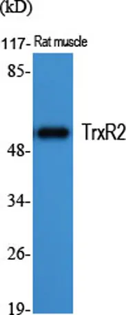 TrxR2 rabbit pAb - image 1