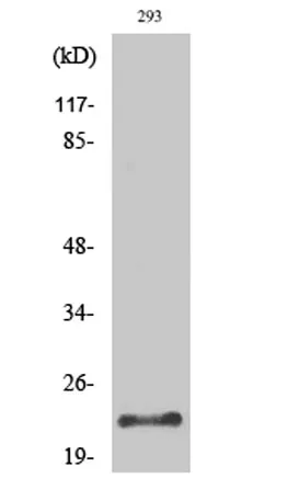 Trypsin-1 rabbit pAb - image 1