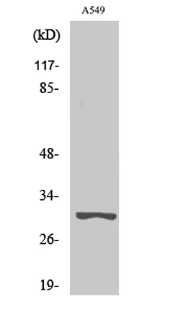 Trypsin-3 rabbit pAb - image 1