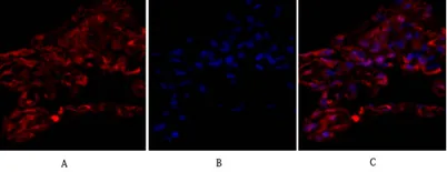 Tubulin α rabbit pAb