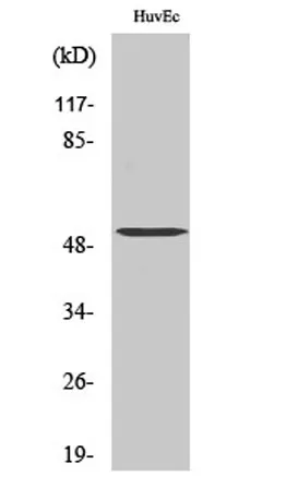 Tubulin α-3C/D/E rabbit pAb - image 1