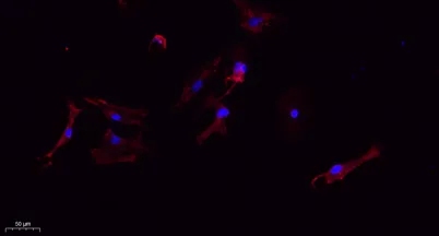 Tubulin β rabbit pAb