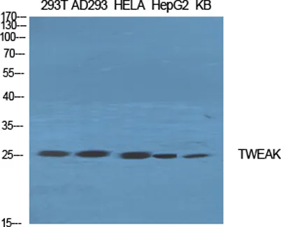 TWEAK rabbit pAb - image 1