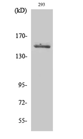 Tyk 2 rabbit pAb