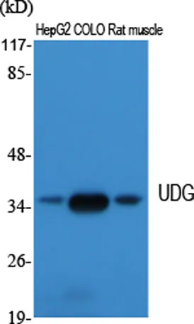 UDG rabbit pAb