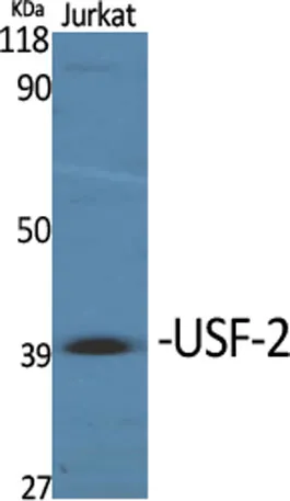 USF-2 rabbit pAb - image 1