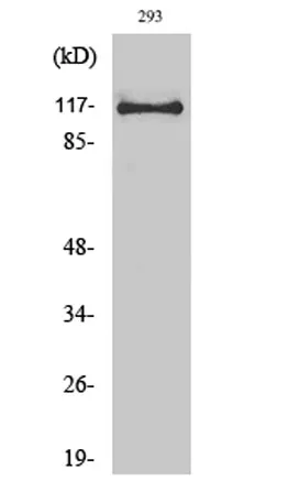 USP38 rabbit pAb - image 1