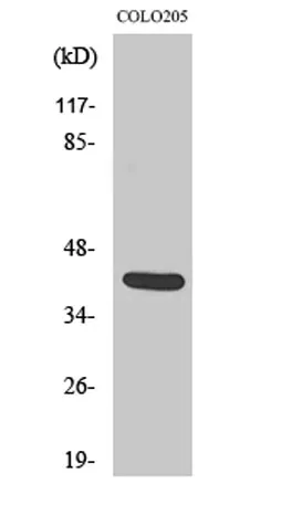 Vasohibin rabbit pAb