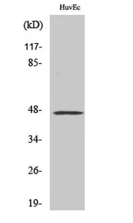 VASP rabbit pAb - image 1
