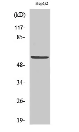 V-ATPase B1 rabbit pAb - image 1