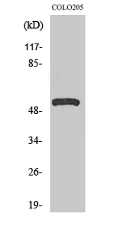 V-ATPase H rabbit pAb - image 1
