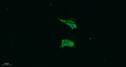 VEGF-B rabbit pAb - image 1