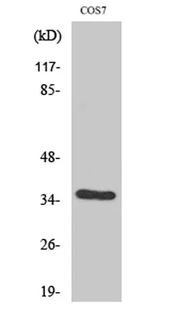 VEGF-D rabbit pAb