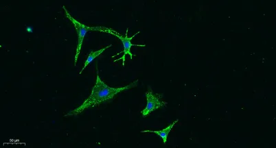 Vinculin rabbit pAb - image 1