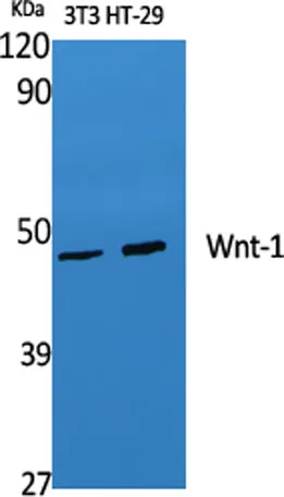 Wnt-1 rabbit pAb - image 1
