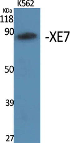 XE7 rabbit pAb