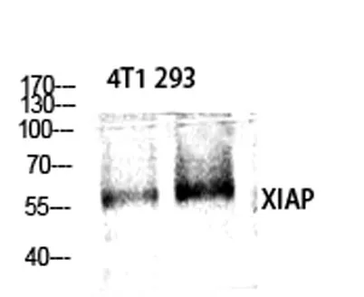 XIAP rabbit pAb - image 1