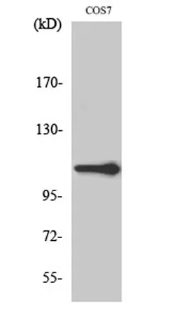 XRN2 rabbit pAb - image 1