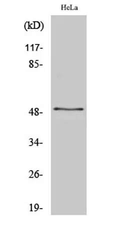 ZNF436 rabbit pAb - image 1