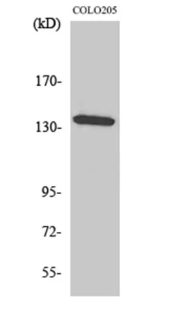 α-protein Kinase 1 rabbit pAb - image 1