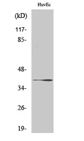 β-1,3-Gal-T1 rabbit pAb - image 1