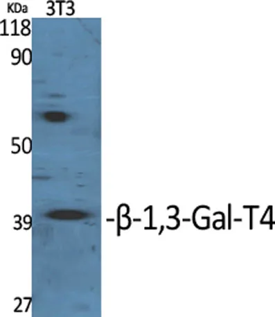 β-1,3-Gal-T4 rabbit pAb - image 1