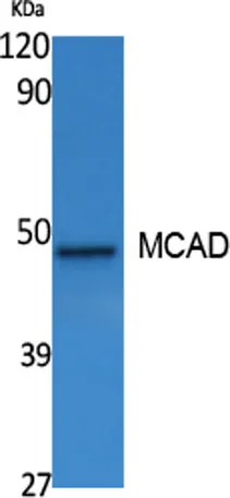 MCAD rabbit pAb - image 1